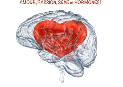 NEUROBIOLOGIE de l’AMOUR : de la PASSION à la SEXUALITÉ !